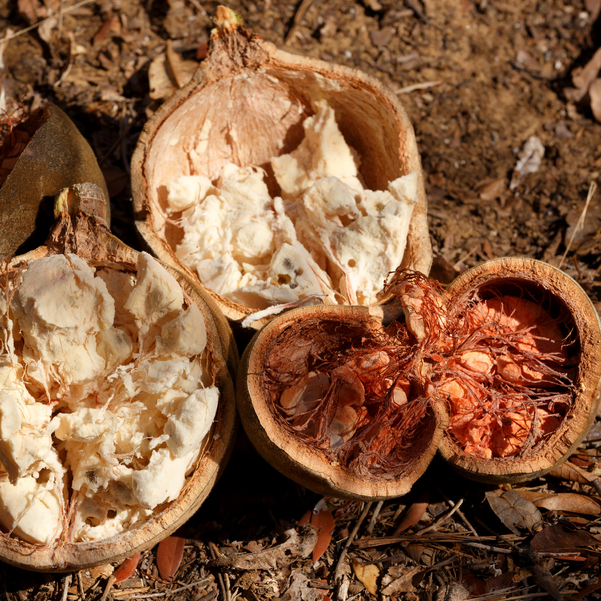Huile de baobab sauvage pure