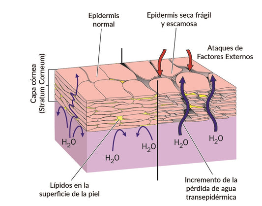 Webinar "Evita la piel seca, rojeces, grietas y otros efectos del frío en tu piel"