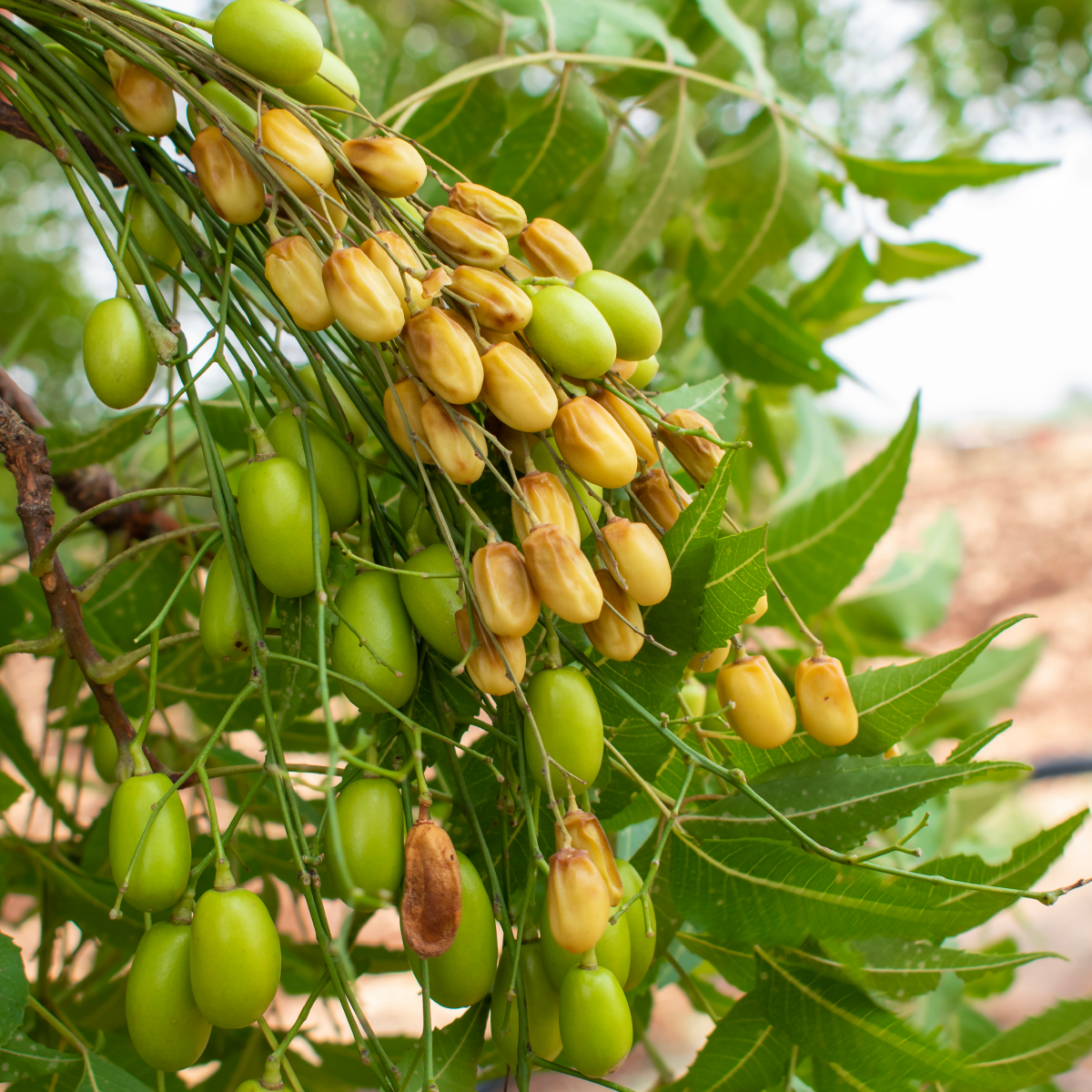 Pure Wild Neem Oil