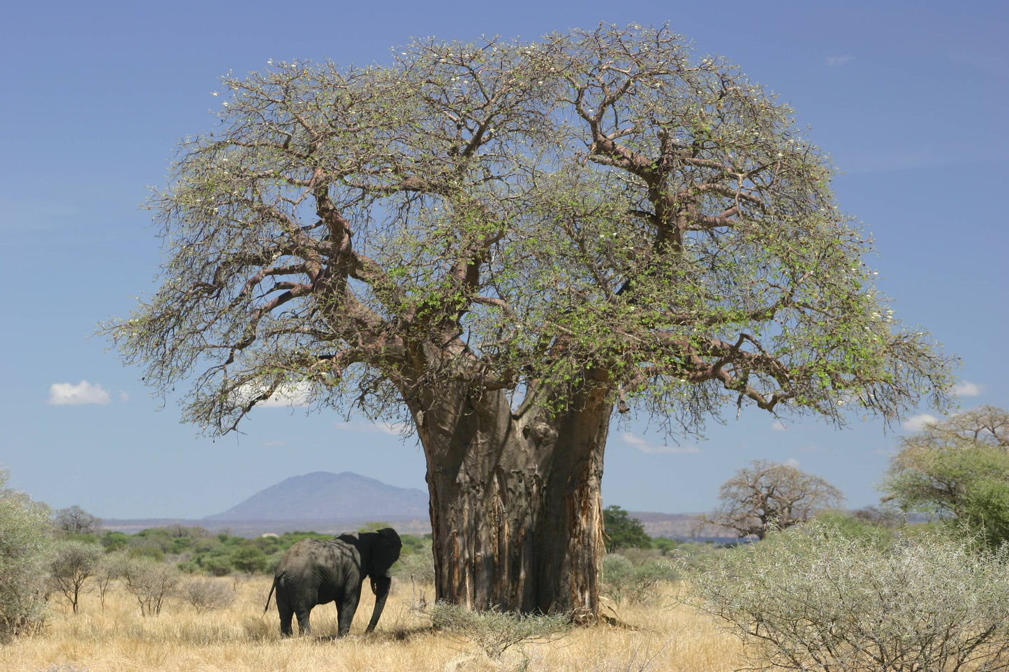 aceite puro de baobab salvaje