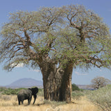 aceite puro de baobab salvaje